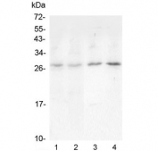 Western blot testing of 1) rat lung, 2) rat spleen, 3) mouse lung and 4) mouse spleen lysate with Oncostatin M antibody at 0.5ug/ml. Expected molecular weight ~28 kDa (precursor), ~24 kDa (pro form), ~28 kDa (glycosylated pro form).
