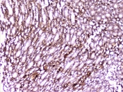 IHC staining of FFPE rat kidney with PON1 antibody at 2ug/ml. HIER: boil tissue sections in pH6, 10mM citrate buffer, for 10-20 min followed by cooling at RT for 20 min.