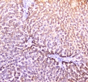 IHC staining of FFPE rat liver with PON1 antibody at 2ug/ml. HIER: boil tissue sections in pH6, 10mM citrate buffer, for 10-20 min followed by cooling at RT for 20 min.