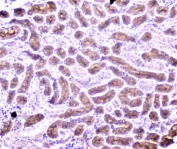 IHC staining of FFPE mouse kidney with PON1 antibody at 2ug/ml. HIER: boil tissue sections in pH6, 10mM citrate buffer, for 10-20 min followed by cooling at RT for 20 min.