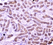 IHC staining of FFPE mouse kidney with PON1 antibody at 2ug/ml. HIER: boil tissue sections in pH6, 10mM citrate buffer, for 10-20 min followed by cooling at RT for 20 min.