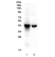 Western blot testing of 1) rat liver and 2) mouse liver lysate with PON1 antibody at 0.5ug/ml. Predicted molecular weight ~40 kDa.