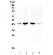 Western blot testing of human 1) placenta, 2) Caco-2, 3) A549 and 4) HeLa lysate with BRN3A antibody at 0.5ug/ml. Predicted molecular weight ~43 kDa.