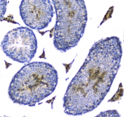 IHC staining of FFPE mouse testis with Doppel antibody at 1ug/ml. HIER: boil tissue sections in pH6, 10mM citrate buffer, for 10-20 min followed by cooling at RT for 20 min.