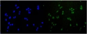 Immunofluorescent staining of FFPE human U-2 OS cells with RAD51 antibody (green) and DAPI nuclear stain (blue). HIER: steam section in pH6 citrate buffer for 20 min.