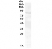 Western blot testing of human SHG-44 cell lysate with RXFP2 antibody at 0.5ug/ml. Predicted molecualr weight ~86 kDa.