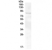 Western blot testing of human SHG-44 cell lysate with RXFP2 antibody at 0.5ug/ml. Predicted molecualr weight ~86 kDa.