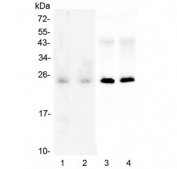 Western blot testing of 1) human HeLa, 2) human U-87 MG, 3) rat brain and 4) mouse brain lysate with SNAP25 antibody at 0.5ug/ml. Expected molecular weight ~25 kDa.