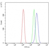 Flow cytometry testing of human U-2 OS cells with SNAP25 antibody at 1ug/million cells (blocked with goat sera); Red=cells alone, Green=isotype control, Blue= SNAP25 antibody.