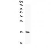 Western blot testing of human recombinant protein with TNF alpha antibody.
