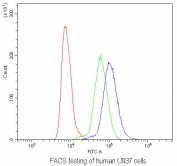 Flow cytometry testing of human U937 cells with TNF Receptor antibody at 1ug/10^6 cells (blocked with goat sera); Red=cells alone, Green=isotype control, Blue= TNF Receptor antibody.
