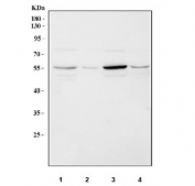 Flow cytometry testing of human U937 cells with TNF Receptor antibody at 1ug/10^6 cells (blocked with goat sera); Red=cells alone, Green=isotype control, Blue= TNF Receptor antibody.