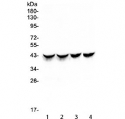 Western blot testing of multiple lots of rat heart lysate (1 & 2) and mouse heart lysate (3 & 4) with Cardiac Troponin T antibody at 0.5ug/ml. Expected molecular weight: 36-42 kDa.