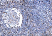 IHC staining of FFPE human tonsil tissue with TRAC antibody. HIER: boil tissue sections in pH8 EDTA for 20 min and allow to cool before testing.