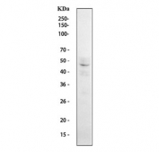 Western blot testing of human Jurkat cell lysate with TRAC antibody. Predicted molecular weight ~16 kDa, the mature form is observed at 40-45 kDa.