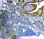 IHC staining of FFPE mouse small intestine with TRX antibody at 1ug/ml. HIER: boil tissue sections in pH6, 10mM citrate buffer, for 10-20 min followed by cooling at RT for 20 min.