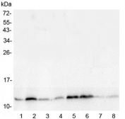 Western blot testing of rat 1) testis, 2) kidney, 3) small intestine, 4) spleen, 5) stomach, 6) lung, 7) smooth muscle and 8) heart lysate with TXN antibody at 0.5ug/ml. Predicted molecular weight ~12 kDa.