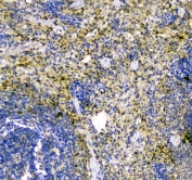 IHC staining of FFPE rat spleen with TRX antibody at 1ug/ml. HIER: boil tissue sections in pH6, 10mM citrate buffer, for 10-20 min followed by cooling at RT for 20 min.