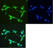 Immunofluorescent staining of mouse NIH3T3 cells with TRX antibody (green, top left) and DAPI nuclear stain (blue, top right), and overlay (bottom).