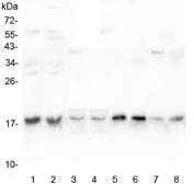 Western blot testing of 1) human K562, 2) human HepG2, 3) rat kidney, 4) rat spleen, 5) rat ovary, 6) mouse spleen, 7) mouse ovary and 8) mouse liver lysate with UBC9 antibody at 0.5ug/ml. Predicted molecular weight ~18 kDa.