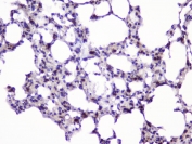 IHC staining of FFPE rat lung with UBC9 antibody at 1ug/ml. HIER: boil tissue sections in pH6, 10mM citrate buffer, for 10-20 min followed by cooling at RT for 20 min.