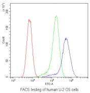 Flow cytometry testing of human U-2 OS cells with ADA antibody at 1ug/10^6 cells (blocked with goat sera); Red=cells alone, Green=isotype control, Blue= ADA antibody.