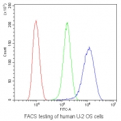 Flow cytometry testing of human U-2 OS cells with NONO antibody at 1ug/10^6 cells (blocked with goat sera); Red=cells alone, Green=isotype control, Blue= NONO antibody.