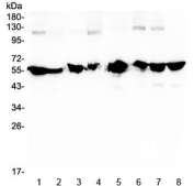 Western blot testing of human 1) HeLa, 2) placenta, 3) MCF7, 4) A549, 5) SW620, 6) PANC-1, 7) U-2 OS and 8) K562 lysate with NONO antibody at 0.5ug/ml. Predicted molecular weight ~54 kDa.