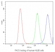 Flow cytometry testing of human HL60 cells with IL22 antibody at 1ug/10^6 cells (blocked with goat sera); Red=cells alone, Green=isotype control, Blue= IL22 antibody.