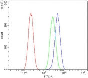 Flow cytometry testing of human A549 cells with AKT2 antibody at 1ug/million cells (blocked with goat sera); Red=cells alone, Green=isotype control, Blue= AKT2 antibody.