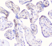 IHC staining of FFPE human placenta with CD2AP antibody at 1ug/ml. HIER: boil tissue sections in pH6, 10mM citrate buffer, for 10-20 min followed by cooling at RT for 20 min.