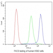 Flow cytometry testing of human K562 cells with CD2AP antibody at 1ug/10^6 cells (blocked with goat sera); Red=cells alone, Green=isotype control, Blue= CD2AP antibody.