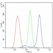 Flow cytometry testing of human U-2 OS cells with CD2AP antibody at 1ug/10^6 cells (blocked with goat sera); Red=cells alone, Green=isotype control, Blue= CD2AP antibody.