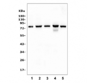 Western blot testing of 1) rat liver, 2) rat testis, 3) mouse pancreas, 4) mouse testis and 5) mouse RAW264.7 cell lysate with CD2AP antibody at 0.5ug/ml. Predicted molecular weight: 71-80 kDa.