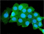 Immunofluorescent staining of FFPE human A431 cells with B2M antibody (green) and DAPI nuclear stain (blue). HIER: steam section in pH6 citrate buffer for 20 min.