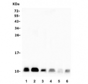 Western blot testing of 1) monkey COS-7 and human 2) HeLa, 3) HL-60, 4) HepG2, 5) K562 and 6) 293T lysate with B2M antibody. Predicted molecular weight ~14 kDa.