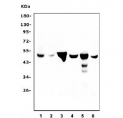 Western blot testing of rat 1) thymus, 2) testis, 3) stomach and mouse 4) testis, 5) kidney and 6) NIH 3T3 cell lysate with FH antibody. Predicted molecular weight: ~55/50 kDa (isoforms 1/2).