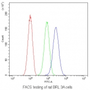 Flow cytometry testing of rat BRL 3A cells with Bcl6 antibody at 1ug/10^6 cells (blocked with goat sera); Red=cells alone, Green=isotype control, Blue= Bcl6 antibody.