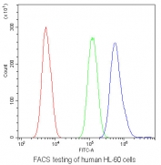 Flow cytometry testing of human HL-60 cells with CSF1R antibody at 1ug/10^6 cells (blocked with goat sera); Red=cells alone, Green=isotype control, Blue= CSF1R antibody.