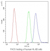 Flow cytometry testing of human HL-60 cells with CSF1R antibody at 1ug/10^6 cells (blocked with goat sera); Red=cells alone, Green=isotype control, Blue= CSF1R antibody.