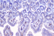 IHC staining of FFPE mouse small intestine with CYP19A1 antibody. HIER: boil tissue sections in pH6, 10mM citrate buffer, for 10-20 min and allow to cool before testing.