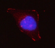 Immunofluorescent staining of FFPE human HeLa cells with Grancalcin antibody (red) and DAPI nuclear stain (blue). HIER: steam section in pH6 citrate buffer for 20 min.
