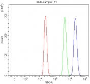 Flow cytometry testing of human HL60 cells with Grancalcin antibody at 1ug/million cells (blocked with goat sera); Red=cells alone, Green=isotype control, Blue= Grancalcin antibody.