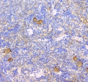 IHC staining of FFPE rat spleen with CD229 antibody at 1ug/ml. HIER: boil tissue sections in pH6, 10mM citrate buffer, for 10-20 min followed by cooling at RT for 20 min.