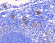 IHC staining of FFPE mouse spleen with CD229 antibody at 1ug/ml. HIER: boil tissue sections in pH6, 10mM citrate buffer, for 10-20 min followed by cooling at RT for 20 min.