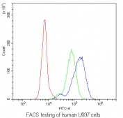 Flow cytometry testing of human U937 cells with CD229 antibody at 1ug/10^6 cells (blocked with goat sera); Red=cells alone, Green=isotype control, Blue= CD229 antibody.