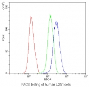 Flow cytometry testing of human U251 cells with MOG antibody at 1ug/10^6 cells (blocked with goat sera); Red=cells alone, Green=isotype control, Blue= MOG antibody.