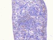 IHC staining of FFPE rat spleen with PCDH15 antibody at 1ug/ml. HIER: boil tissue sections in pH6, 10mM citrate buffer, for 10-20 min followed by cooling at RT for 20 min.