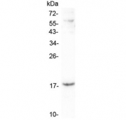 Western blot testing of human A431 lysate with LEC antibody at 0.5ug/ml. Predicted molecular weight ~14 kDa.