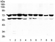Western blot testing of rat 1) thymus, 2) spleen, 3) brain, 4) C6 cells, and mouse 5) thymus, 6) spleen, 7) brain, 8) Neuro-2a cells and 9) NIH 3T3 cell lysate with PKC beta antibody at 0.5ug/ml. Predicted molecular weight ~76 kDa.